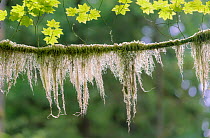 Western red cedar (Thuja plicata) with moss draped along the branches. Olympic National Park, Washington, USA, June.