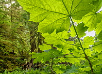 Giant leaves of Devil&#39;s Club (Oplopanax horridus) Olympic National Park, Washington, USA, June.