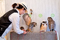 Worker at the owl cafe securing one of the owls at the Akiba Fukurou Owl Cafe in Tokyo, Japan.