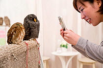 Tourist photographing a Black-banded owl (Strix huhula) with her mobile phone at the Akiba Fukurou Owl Cafe, Tokyo, Japan