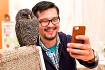 Tourist taking a selfie with a Black-banded owl (Strix huhula) at the Akiba Fukurou Owl Cafe in Tokyo, Japan
