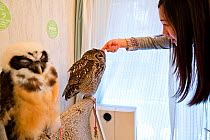 Tourist stroking a Spotted eagle owl (Bubo africanus) one of the owls at the Akiba Fukurou Owl Cafe in Tokyo, Japan.