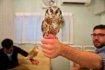 Tourist with Tengmalm&#39;s Owl (Aegolius funereus) at Akiba Fukurou Owl Cafe, Tokyo, Japan.