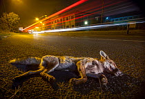 Red fox (Vulpes vulpes) lying dead on a road after being hit by a car, Clevedon, North Somerset, UK. September.