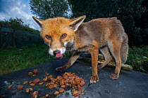 Red fox (Vulpes vulpes) eating a meal of domestic dog food while recovering from sarcoptic mange in an enclosure at a wildlife rescue and rehabilitation centre, Somerset, England, UK. August.