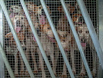 Pack of Foxhounds of the Berkeley fox hunt waiting to be let out of their cage in the back of a truck as the hunt arrives at the Boxing Day hunt, Thornbury, England, UK. December.