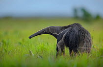 Giant anteater (Myrmecophaga tridactyla) walking through savannah grassland, Rupununi region, Guyana.