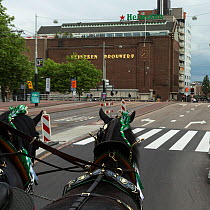 Two rare Shire horses pull a Heineken dray, outside the historical Heineken brewery, in Amsterdam, the Netherlands, June 2018.