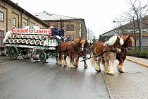 Four rare Jutland horses pull a Carlsberg dray, outside the historical Carlsberg brewery, in Copenhagen, Denmark, February 2016.