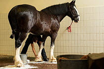 A Heineken staff member washes a rare Shire horse before driving, at the historical Heineken brewery in Amsterdam, the Netherlands, June 2018.