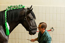 A Heineken staff member prepares a rare Shire horse before driving, at the historical Heineken brewery in Amsterdam, the Netherlands, June 2018.