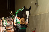 A Heineken staff member prepares a rare Shire horse before driving, at the historical Heineken brewery in Amsterdam, the Netherlands, June 2018.