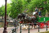 Two rare Shire horses pull a Heineken dray, near a canal, on the streets of Amsterdam, the Netherlands, June 2018.