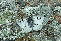 Clouded apollo (Parnassius mnemosyne) on lichen covered rock. Catllar, Pyrenees Orientales, south west France. May.