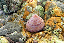 Painted top shell (Calliostoma zizyphinum) and Common barnacle (Semibalanus balanoides) on rock at edge of Strangford Lough. Mill Quarter Bay, Killard Point National Nature Reserve, Strangford, County...