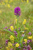Northern marsh orchid (Dactylorhiza purpurella) amongst Lady&#39;s bedstraw (Galium verum). In dunes between Carrigart and Downings, County Donegal, Republic of Ireland. July.