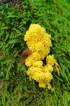 Dog vomit slime mold (Fuligo septica) and slug on moss. Annagarriff Wood National Nature Reserve, Peatlands Park, County Armagh, Northern Ireland. August.