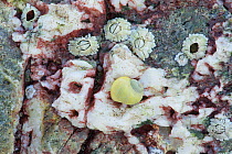 Dog whelk (Nucella lapillus) and Common barnacle (Semibalanus balanoides) on rock. Mill Quarter Bay, Killard Point National Nature Reserve, Strangford, County Down, Northern Ireland. February.