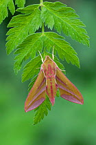 Elephant hawk-moth (Deilephila elpenor) on leaf. Released from captivity, larvae collected previous year. Banbridge, County Down, Northern Ireland, UK. May.