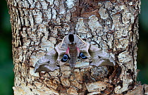 Eyed hawkmoth (Smerinthus ocellatus) on tree trunk. Captive, larvae collected previous year. Annagarriff Wood National Nature Reserve, Dungannon, County Armagh, Northern Ireland, UK. April.