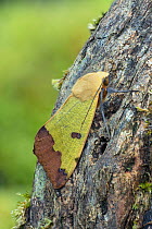 Green drab moth (Ophiusa tirhaca) on bark. Matalascans, Almonte Huelva, Spain. December.