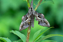 Hissing hawk-moth (Phyllosphingia dissimilis) on stem. Kalinovka, Primorsky Krai, Far Eastern Federal District, Russia. June.