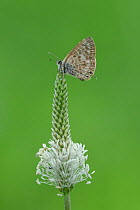 Lang&#39;s short-tailed blue butterfly (Leptotes pirithous) resting on top of Plantain (Plantago sp) flowerhead. South of Casteil, Pyrenees Orientales, south west France. May.