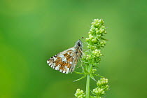 Large grizzled skipper (Pyrgus alveus) on Bedstraw (Galium sp), Fillols, Pyrenees Orientales, south west France. May.