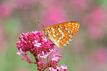 Marsh fritillary (Euphydryas aurinia) on pink flower. South of Casteil, Pyrenees Orientales, south west France. May.