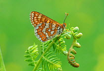 Marsh fritillary (Euphydryas aurinia) on fern. South of Casteil, Pyrenees Orientales, south west France. May.