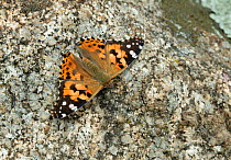 Painted lady butterfly (Vanessa cardui) on stone background. Catllar, Pyrenees Orientales, south west France. May.