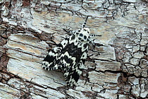 Noctuiid moth (Panthea coenobita) resting on bark. Ostretin, Pardubice, Czech Republic. April.