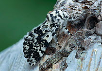 Noctuiid moth (Panthea coenobita) resting on bark. Ostretin, Pardubice, Czech Republic. April. Focus stacked image.