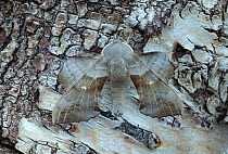 Poplar hawk-moth (Laothoe populi), male camouflaged against bark. Banbridge, County Down, Northern Ireland, UK. July.