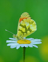 Provence orange-tip butterfly (Anthocharis euphenoides) resting on Oxeye daisy (Leucanthemum vulgare). South of Casteil, Pyrenees Orientales, south west France. May.