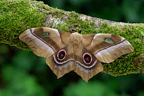 Saturniid moth (Pseudimbrasia deyrollei), female on moss covered branch. Bolgatanga, Upper East Region, Ghana.