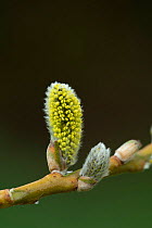 Pussy willow (Salix sp), Brackagh Moss Portadown, County Armagh, Northern Ireland, UK. April.