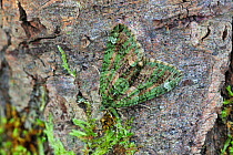 Red-green carpet moth (Chloroclysta siterata) camouflaged against bark. Rehaghy Mountain, Aughnacloy, County Tyrone, Northern Ireland, UK.