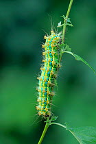 Silkworm (Saturnia pyretorum) early instar caterpillar on stem, Taiwan.