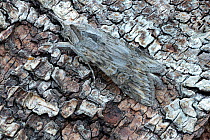 Scarce wormwood moth (Cucullia artemisiae) camouflaged on bark. Ketzur, Brandenburg, Germany. June.