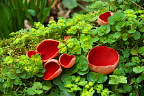 Scarlet elf cup fungus (Sarcoscypha coccinea) amongst Opposite-leaved golden-saxifrage (Chrysosplenium oppositifolium). Clare Glen, Tandragee, County Armagh. Northern Ireland. March.