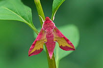 Small elephant hawk-moth (Deilephila porcellus) on stem. Captive, larvae collected previous year. Downings, County Donegal, Republic of Ireland. May.