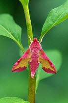 Small elephant hawk-moth (Deilephila porcellus) on stem. Captive, larvae collected previous year. Downings, County Donegal, Republic of Ireland. May.