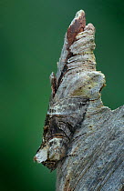 Spectacle moth (Abrostola tripartita) camouflaged on bark. Banbridge, County Down, Northern Ireland, UK. July.
