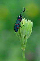 White-collared burnet moth (Zygaena lavandulae). South of Fillols, Pyrenees Orientales, south west France. May.