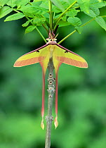 Chinese moon moth (Actias dubernardi), male resting on branch. Dayaoshan, Jinxin, Guangxi, China.