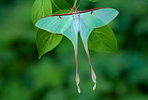 Chinese moon moth (Actias dubernardi), female. Dayaoshan, Jinxin, Guangxi, China.