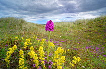 Pyramidal orchid (Anacamptis pyramidalis) amongst Lady&#39;s bedstraw (Galium verum) in dunes. Carrigart / Carrickart and Downings, County Donegal, Republic of Ireland. July
