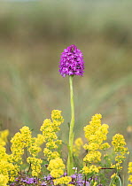 Pyramidal orchid (Anacamptis pyramidalis) amongst Lady&#39;s bedstraw (Galium verum). Carrigart / Carrickart and Downings, County Donegal, Republic of Ireland. July.