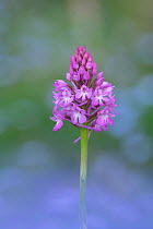Pyramidal orchid (Anacamptis pyramidalis), Sournia, Pyrenees Orientales, south west France. May.